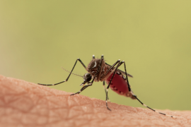 Cildinin mikrobiyomunu değiştir, sivrisineklerin sokmasından kurtul…
