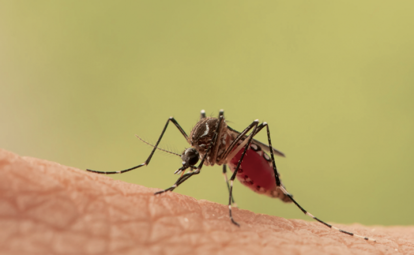 Cildinin mikrobiyomunu değiştir, sivrisineklerin sokmasından kurtul…